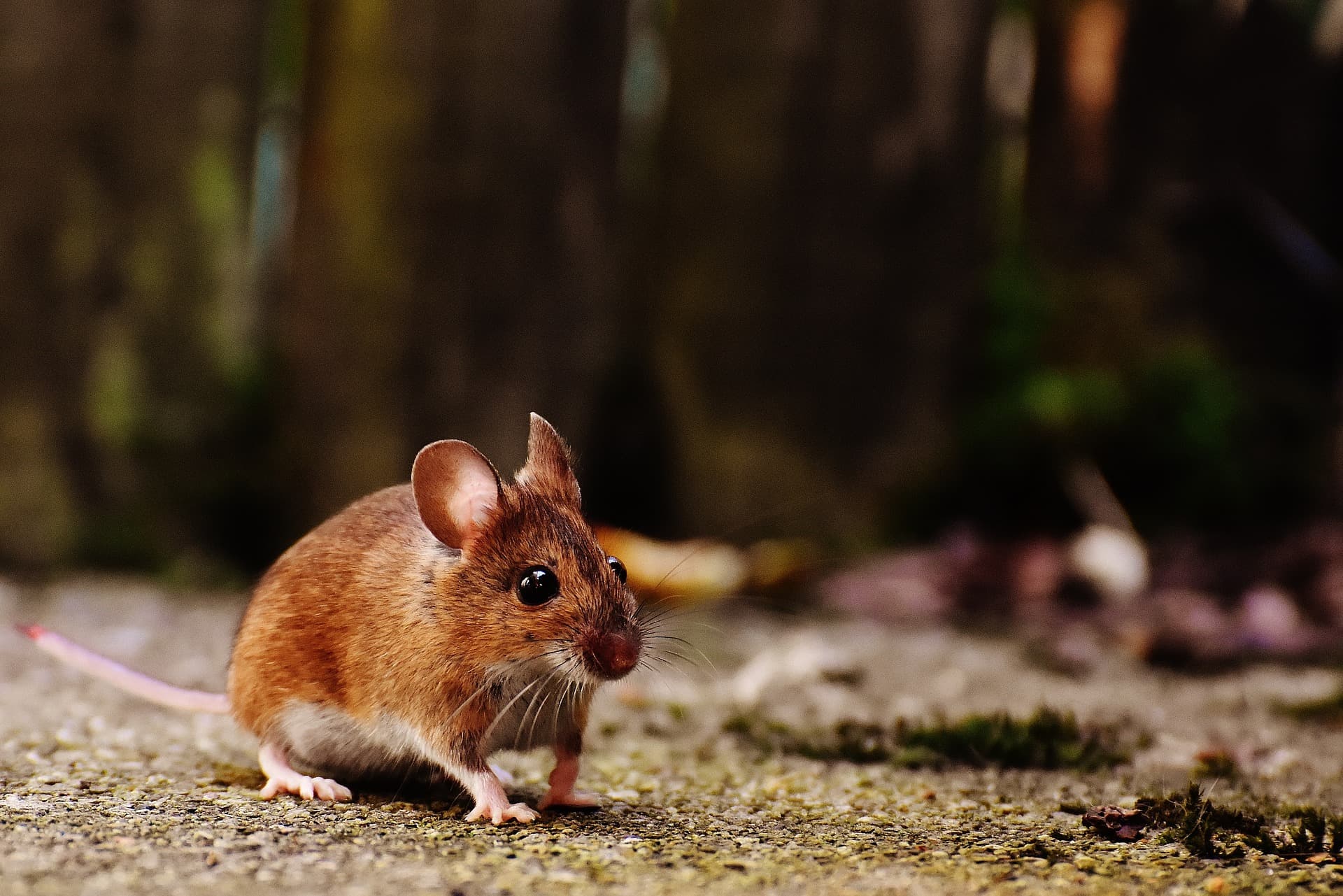 article rat king pest control everything your family needs to know about rodents